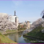 「願い続ければ必ず叶う!」桜満開シーズンに思うこと