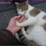 猫好きが台湾(台北)に行くなら必見のスポット:侯硐(ホウトン)