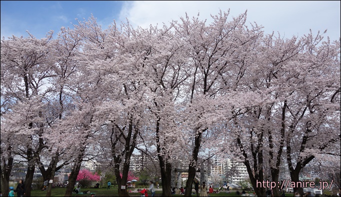 中川八幡山公園の桜